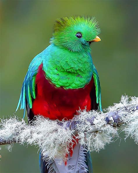 Birds — Resplendent Quetzal By Jeffreypkarnesbirds