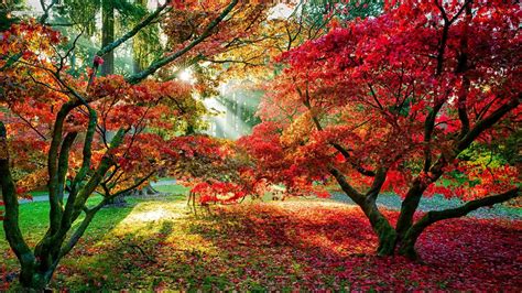 Trees Forest Sun Rays Fall Leaves Red Leaves Path