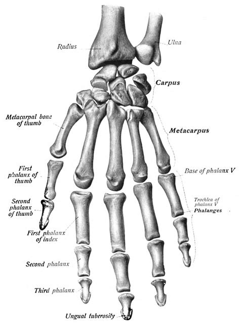 Detailed Bone Anatomy Worksheet
