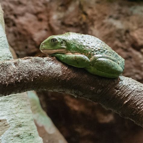 Mexican Dumpy Frog Smallcurio Flickr