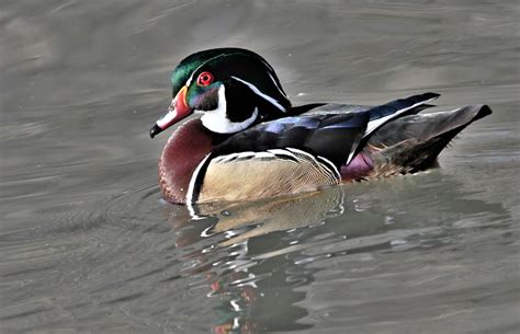 Wood Ducks Slowly Migrating Into Southeastern Idaho Nation Online