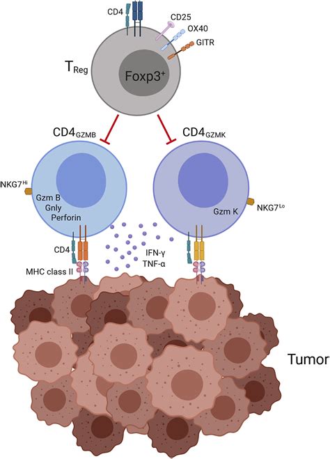 Cytotoxic Cd4 T Cells In Bladder Cancer—a New License To Kill Cancer Cell