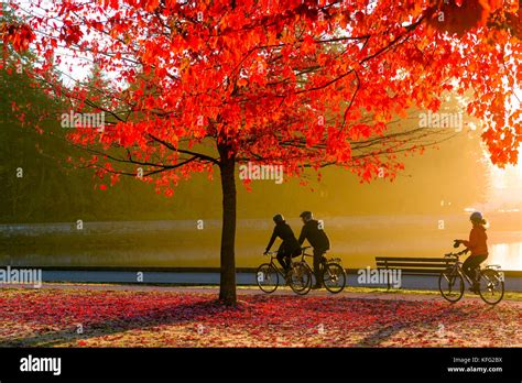 Cyclists At Sunrise With Fall Colour Stanley Park Seawall Vancouver