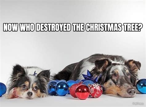 Hilarious Christmas Dog Memes Playful Dogs