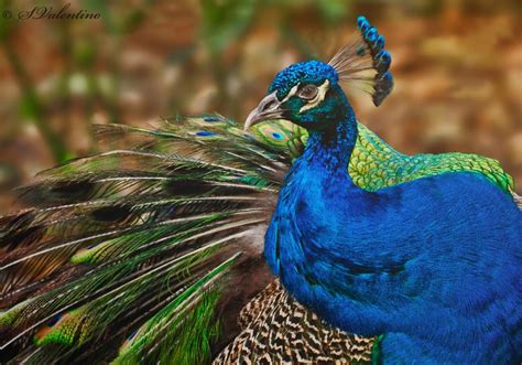Pretty as a Peacock by Sange
