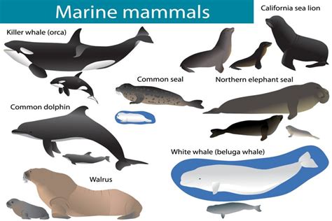 Marine Mammals 238287 Illustrations Design Bundles In 2021