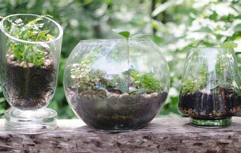 Gorgeous Diy Terrariums Jenni Raincloud