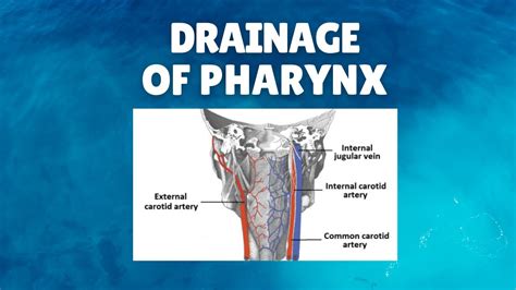 Drainage Of Pharynx Blood Supply Lymphatic Drainage Nerve Supply