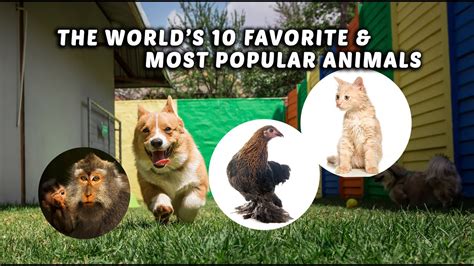 The Worlds 10 Most Popular Favorite Animals Of All Time Youtube