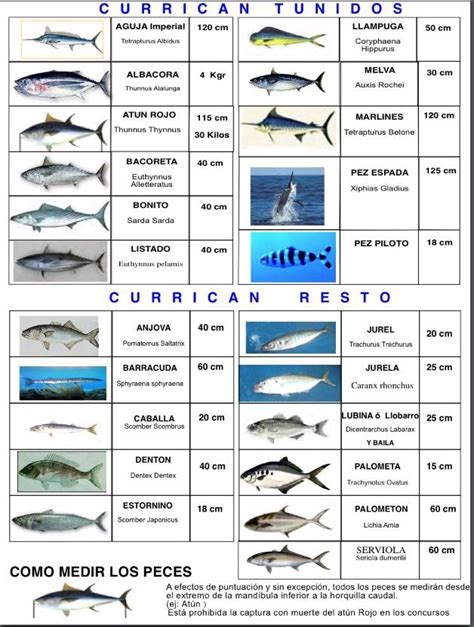 Calendario De Pesca Por Especies Mediterraneo Surfcasting Pesca