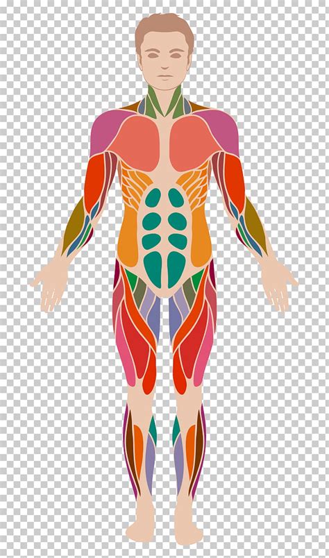 Human Body Muscle Tissue Clip Art Library