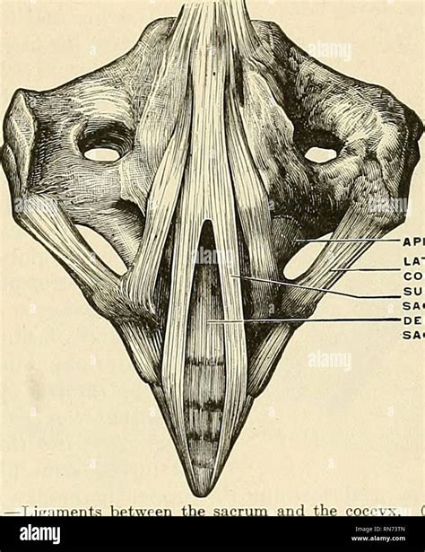 Anatomy Descriptive And Applied Anatomy Abticulations Of The