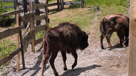 New Bison Release In Southern Carpathians To Boost Wild Population