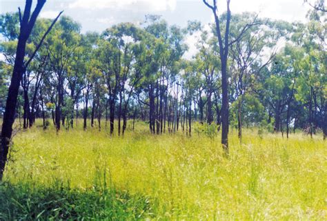 Ecology Tropical Australian Savanna Woodlands