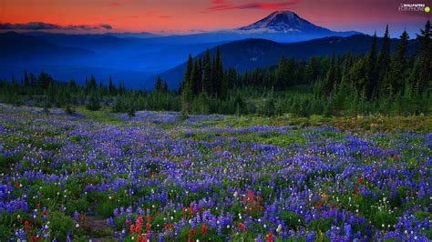 Mountains Meadow Lupine Woods For Phone Wallpapers 1920x1080