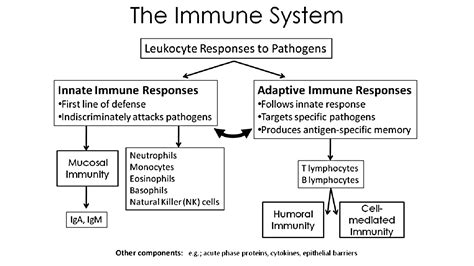 How Does Our Immune System Work