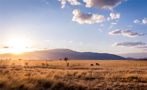 Savannah Plains Landscape In Kenya Stock Image Image Of Destination