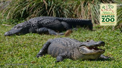Alligator Bay Feeding In Naples Zoo At Caribbean Gardens Youtube