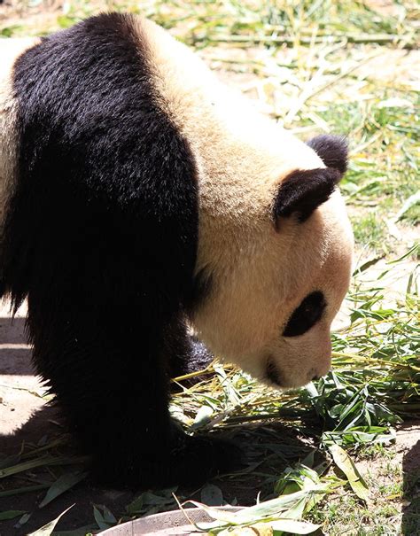 Oso Panda Más Información Sobre Osos En Eluniversoanimal