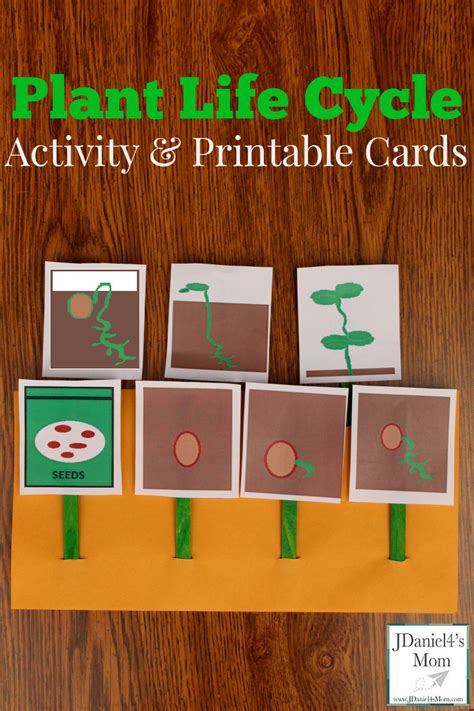 Plant Life Cycle Activity And Printable Cards