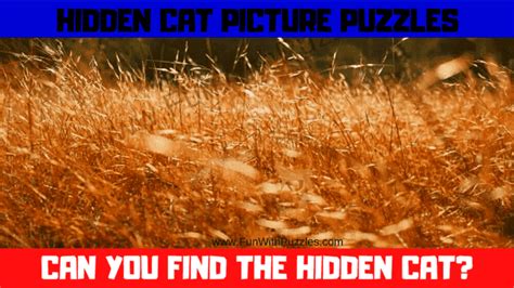 Find The Cat Picture Puzzles With Answers