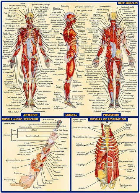 Human Anatomy Chart Male System Anatomy Human Muscles Map Body