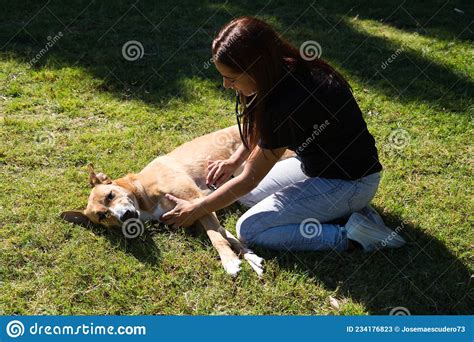 Vet On The Lawn Is Examining With A Stethoscope A Dog That Has Fallen
