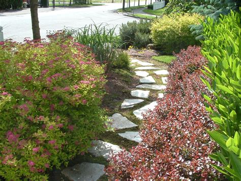 English laurel grows best in a slightly acidic soil. Prunus laurocerasus 'Otto Luyken' (Cherry Laurel, English ...