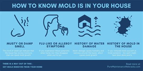 Understanding The Health Risks Of Mold Exposure Business To Mark