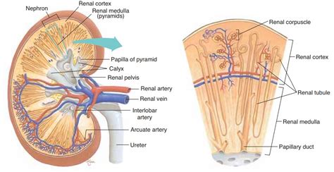 In humans, the rib cage is located in the upper body and consists of 24 bones that serve the purpose of protecting many vital organs. Kidneys - Anatomy and Physiology