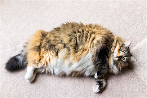Is Your Cat Overweight Signs And Symptoms Falls Road Animal Hospital