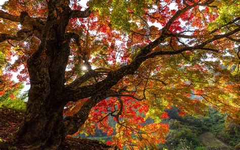 Korean Autumn Wallpapers Top Free Korean Autumn Backgrounds