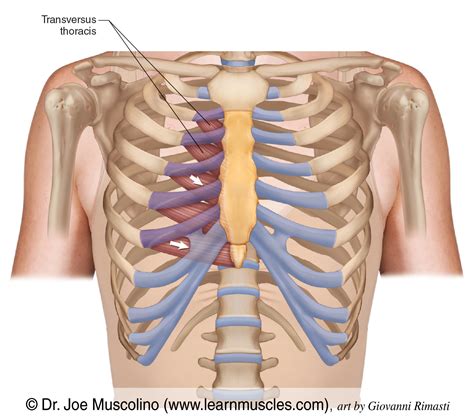 Transversus Thoracis Learn Muscles