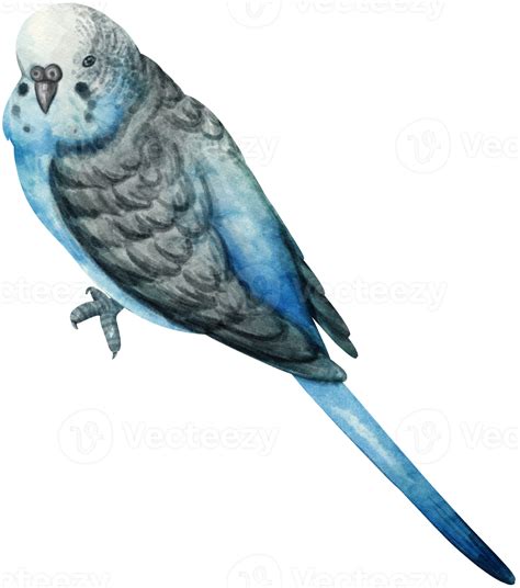 Watercolor Budgie Parakeet Bird Illustration 9373310 Png