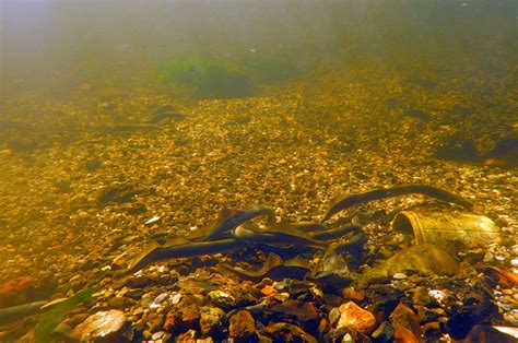River Lamprey Spawning Surveys Ecofact