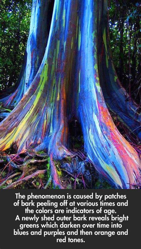 Rainbow Eucalyptus Tree Is Known As The Most Beautiful Tree In The