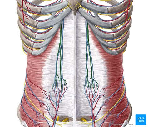 Superior Epigastric Artery Anatomy Function Kenhub