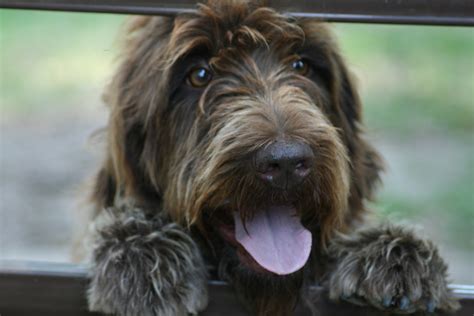 Huge collection, amazing choice, 100+ million high quality, affordable rf and rm images. The funniest Wirehaired Pointing Griffon dog photo and ...