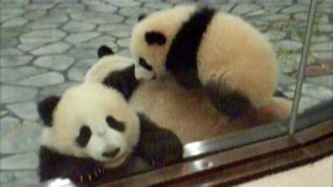 Panda Twins Babies On Their Mom パンダ 愛浜 And 明浜 アドベンチャーワールド Youtube