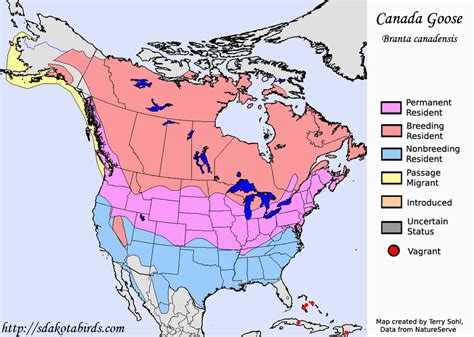 Canada Goose Migration Map Secretmuseum