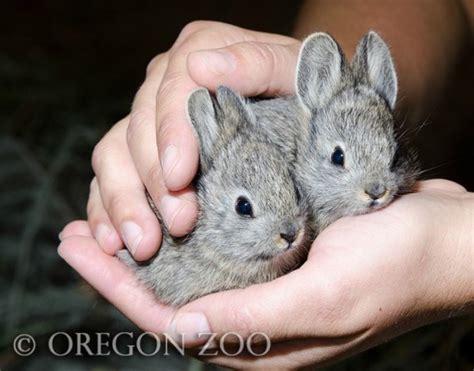 Into The Wild Endangered Pygmy Rabbits Successfully Released Hop To Pop