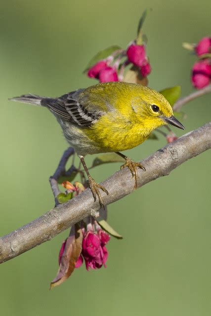 Flickr Marty Jones Birds Of Indiana