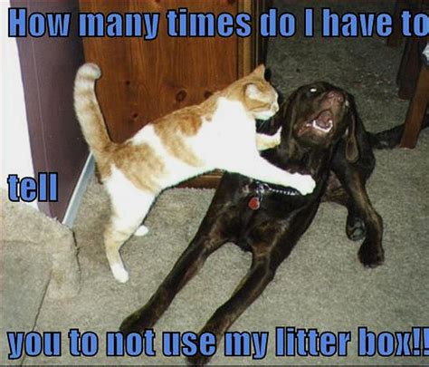 Quotes Funny Cats And Dogs Quotesgram