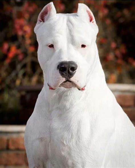 This Is Dogo Argentino A Special Breed Of Dog Designed To Hunt Wild