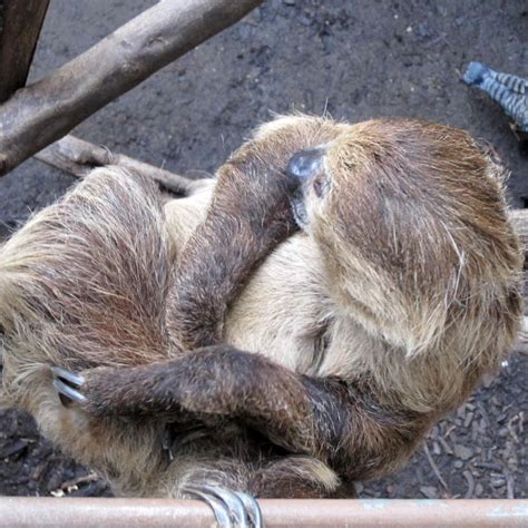 Male And Female Sloths What’s The Difference Mudfooted
