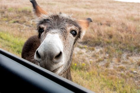 El mejor video de apareamiento de burros. 2017 Mooching Burro 2 | These adorable beasts came right up … | Flickr
