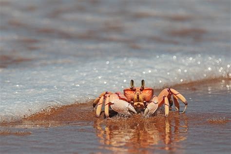 Ghost Crab On Beach Wildlife And Animal Photography Prints