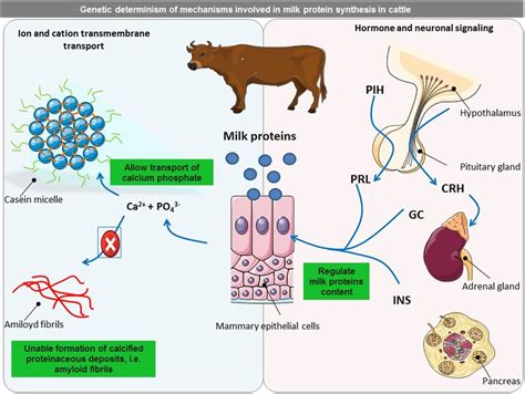 Regulation Of Milk Protein Synthesis In Bovine Mammary Gland The