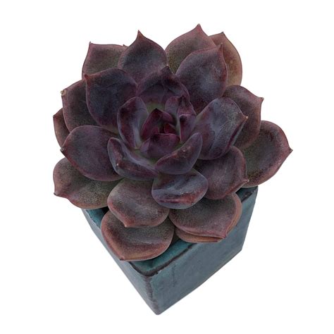 Echeveria Dark Chocolate Cedar Creek Farmhouse