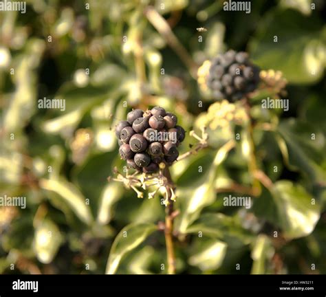 Cluster Of Purple Berries Hi Res Stock Photography And Images Alamy
